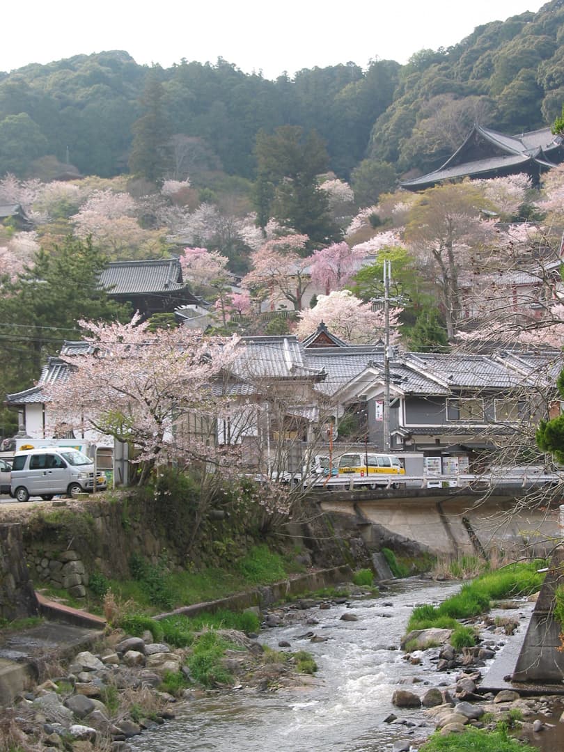 奈良県桜井市の長谷寺周辺。川沿いの家並みと桜、山腹の寺院